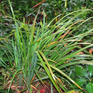Calamagrostis brachytricha